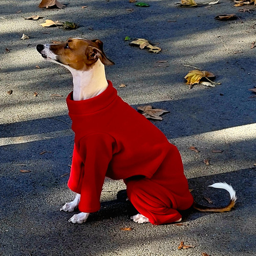 Italian Greyhound Red Fleece Bodysuit