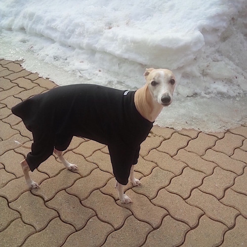 Whippet Black Romper Whippet Black Romper