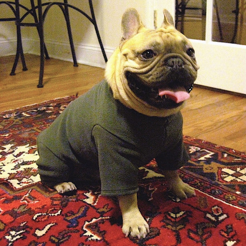 Pugs, Boston Terriers & French Bulldogs Forest Heavy Fleece Bodysuit Pugs, Boston Terriers & French Bulldogs Forest Heavy Fleece Bodysuit