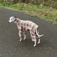 Whippet Latte Plaid Indoor/Outdoor Bodysuit