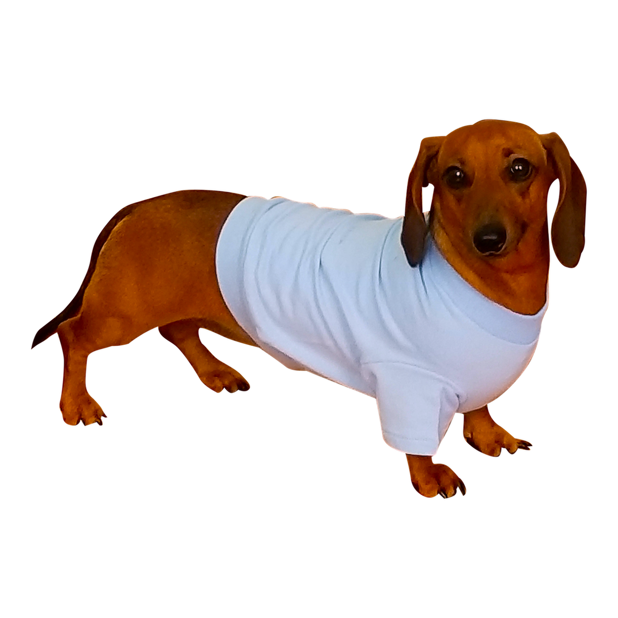 dachshund dress shirt Dachshund Lightweight Cotton Shirts- breathes and stretches