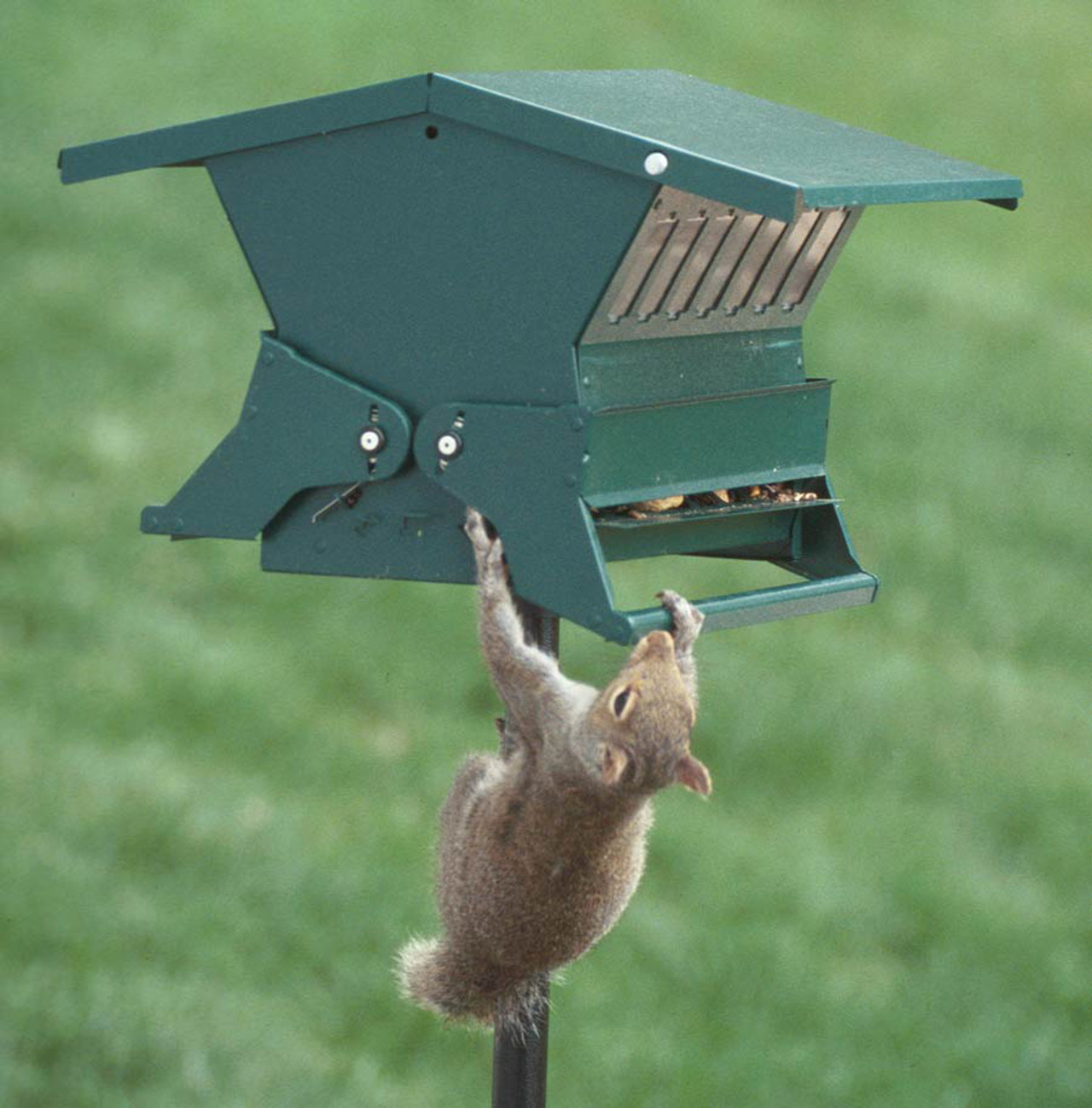 squirrel catapult bird feeder