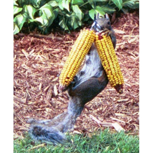 Squngee Deluxei Bungee Jumping Squirrel Feeder