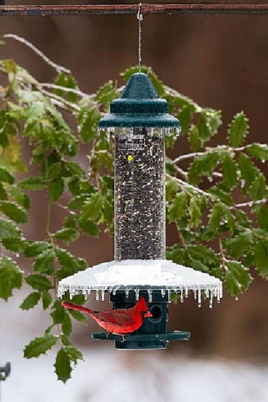 Brome Wild Bird Care