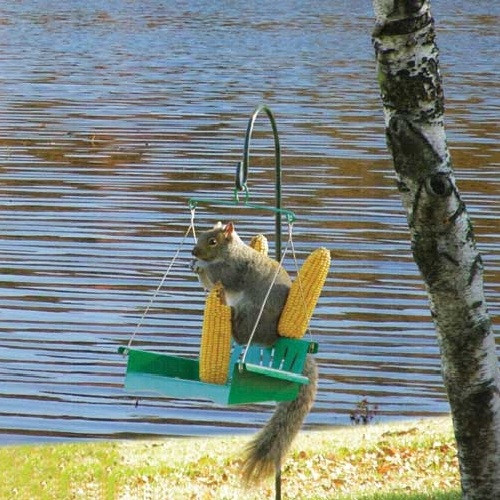 Hiatt Manufacturing Porch Swing Squirrel Feeder
