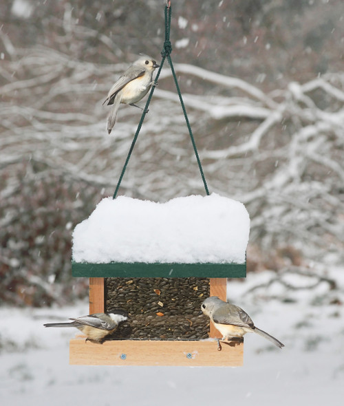 Songbird Essentials Little Looker Bird Feeder