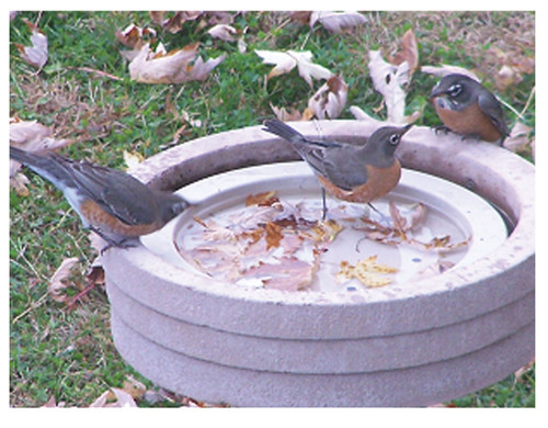 Songbird Essentials Bird Bath Raft
