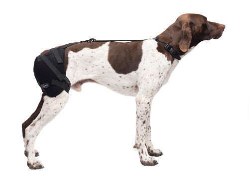 Caldera International Medium Hip Pet Therapy Wrap with Therapy Gel PET203