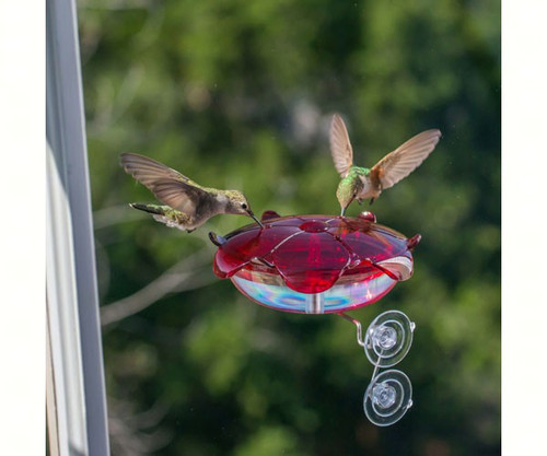 Droll Yankees Ruby Sipper Window Hummingbird Feeder Clear DYRS3WC