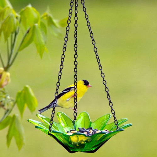 Couronne Co Lime Hanging Daisy Birdbath and Bird Feeder COURM34920001