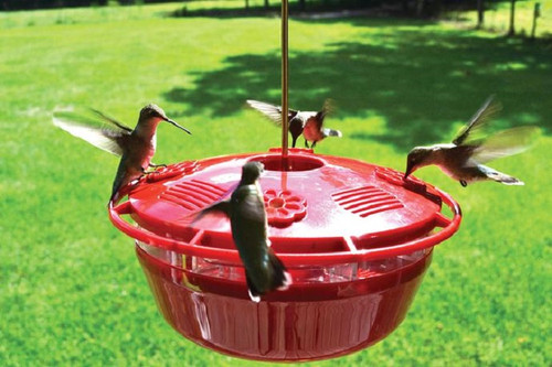  Humm-Yumm Hummingbird Feeder 2 in 1 Feeder Nectar and Protein Feeder