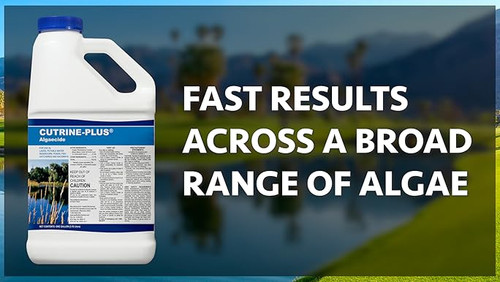  Cutrine Plus Liquid Algaecide CPL – 1 gallon