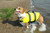 Paws Aboard Yellow Dog Life Jacket X-Large PA-1600