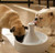 Drinkwell 360 Degree Free Falling Pet Fountain