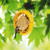 Heritage Farms Sunflower Suet Bird Feeder