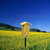 Butterfly House Pole Mounted in  Yellow w/ Engraved Butterfly Silhouette