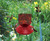 Songbird Essentials Dr. JB Switchable 48 oz Feeder with Red Flowers