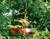 Songbird Essentials Fruit and Jelly Feeder