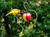 Songbird Essentials Heart Fruit Feeder