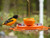 Oriolefest Oriole Bird Feeder for Oranges Jelly and 12 oz Nectar  NP1009