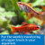 API Pond Copper Test Kit, 90 tests
Reads Copper 0 to 4 ppm (mg/L)
A common treatment for parasitic infections, copper in an aquarium must be monitored. A low copper level could make the treatment ineffective. A high copper level could cause fish death.

This kit contains:
Liquid dropper bottle with child-resistant safety cap, easy-to-read instructions with information on how to test chart and test tube with snap-tight cap.