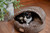 Armarkat Cat or Dog Bed Mocha & Leopard C31HKF/BW