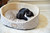 Armarkat Cat or Dog Bed Silver & Beige C35HQH/MH