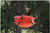 Humm-Bug Hummingbird Protien Feeder NO Nector Feeder 