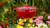  Humm-Yumm Hummingbird Feeder 2 in 1 Feeder Nectar and Protein Feeder