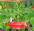 Aspects 367 Hummzinger Ultra 12 oz Hanging Hummingbird Feeder ASPECTS367
