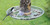 Aspects 449 Bird Feeder Auto Tray Quick Clean Seed Tray ASPECTS449