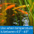 API Pond Fish Food
API Pond Fish Food properly supports the health and immune system of your fish using high-quality ingredients such as vitamins, antioxidants, garlic, and prebiotic yeast. Containing no artificial colors, the unique formula ensures that your fish get the essential proteins they need to reach their full potential for growth. With polychaete worms to increase palatability, pea protein to improve digestion, and marigold to provide natural carotenoids to bring out the vibrant colors of your fish.

Feeding Guide: When the water temperature is above 60°F, feed your fish 1-2 times a day. Only feed them as much as they can eat within 5 to 10 minutes.