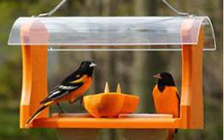 Oriole