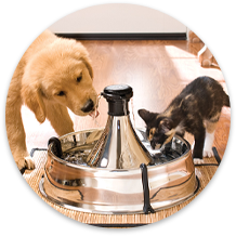 Pet Supplies