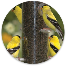 Wild Bird Supplies