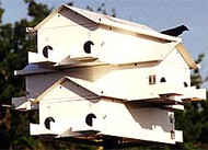 Lonestar Goliad Purple Martin House 12 Rm

Lone Star Purple Martin Houses set the standard for quality purple martin house construction, and the Goliad is no exception. Made of 0.04 gauge white aluminum, this house eliminates all of the drawbacks of a wooden house. The Goliad is lightweight, making it easy to raise and lower for convenient maintenance. Also, the aluminum dissipates heat and maintains a comfortable temperature for the martins. Each of the twelve compartments measures 6" x 6" x 12", virtually eliminating any predation by owls and hawks, which increases fledgling rates. The compartments have individual porches and guard rails to discourage male martin domination and are hinged for easy nest checks and nest removal. During winter migration, use the included door stops to dam up your house and keep out aggressive and invading starlings. This house is top of the line and should exceed a 75% occupancy rate when properly placed atop the Lonestar Pole and Winch in an open space. Entice martins in your area to nest in your yard by providing them the Goliad Martin House. No assembly required.