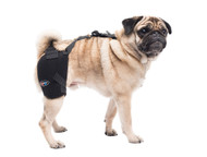 Caldera International Small Hip Pet Therapy Wrap with Therapy Gel PET103