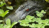 The Gator Float Predator Alligator Decoy Geese Repellent 1 Large Gator BLGator