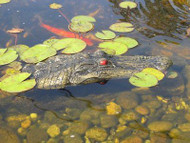 The Gator Float Predator Alligator Decoy Geese Repellent 1 Small BLGatorJR