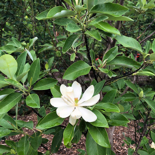 Magnolia virginiana 'Moonglow'