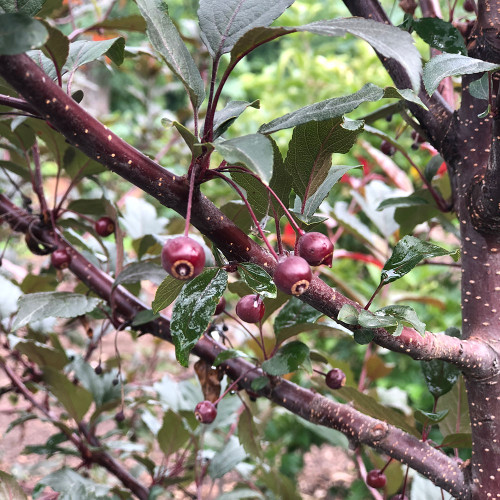 Malus 'Royal Raindrops'