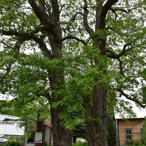 Robinia pseudoacacia