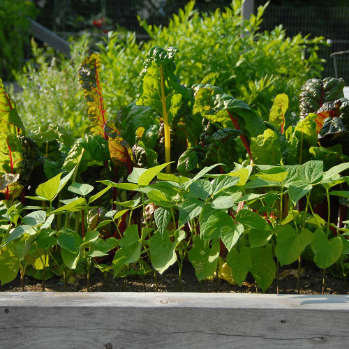 Raised Bed Mix - Bulk