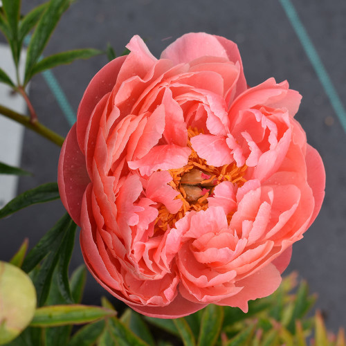 Paeonia 'Coral Charm'