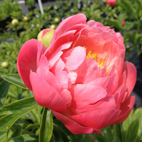 Paeonia 'Coral Sunset'