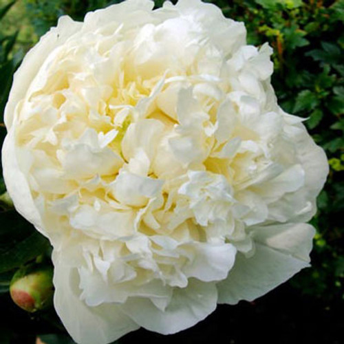 Paeonia 'Duchess De Nemours'