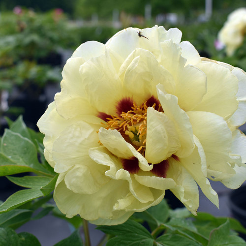 Paeonia suffruticosa 'High Noon'
