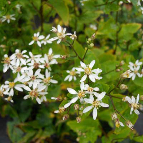 Aster divaricatus