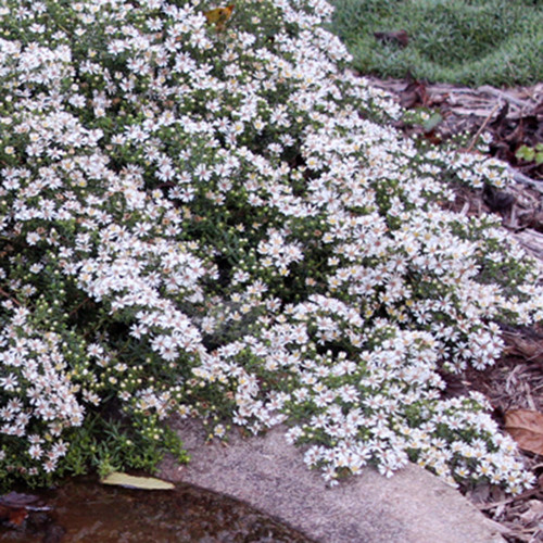 Aster ericoides 'Snow Flurry'