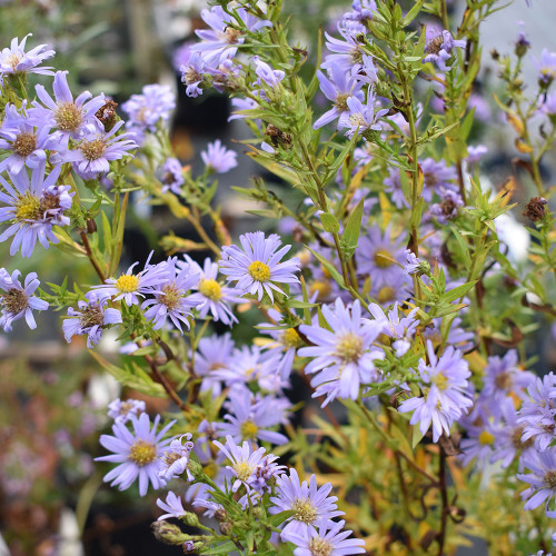 Aster novi belgii